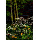 STR Garden Lara napelemes lámpa, 60xLED, 72 cm